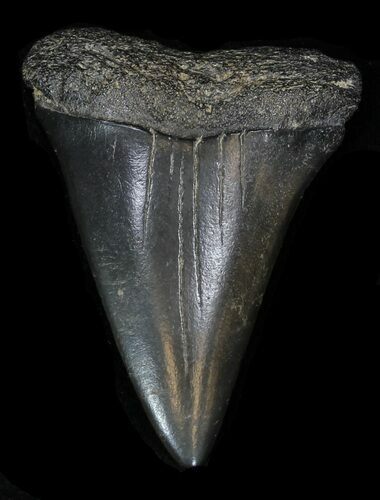 Nice Fossil Mako Shark Tooth - South Carolina #33003